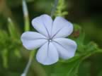 Blue-Flower.jpg (32kb)